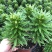 精品亚百合盆栽花卉批发质量好一手货源大量现货