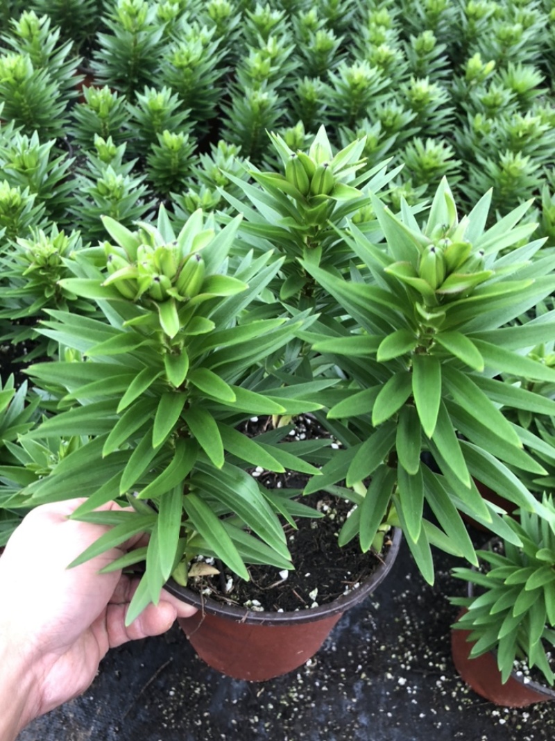 精品亚百合盆栽花卉批发质量好一手货源大量现货