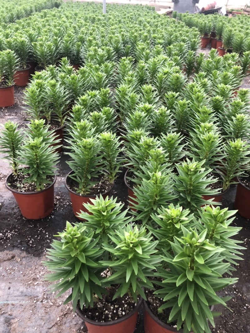 精品亚百合盆栽花卉批发质量好一手货源大量现货