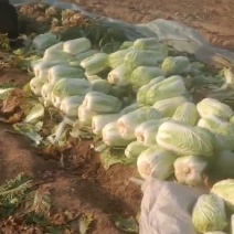 大包头白菜质优价廉，量大