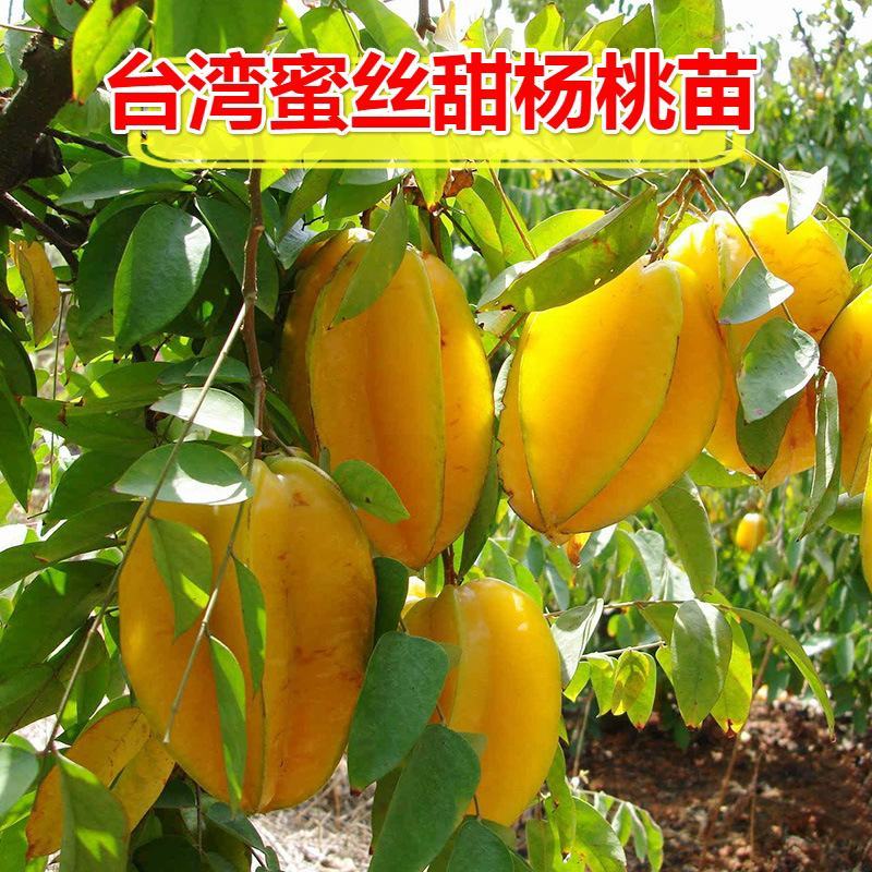 杨桃果树苗台湾正宗四季甜脆无渣当年结果地栽盆栽南方种植杨
