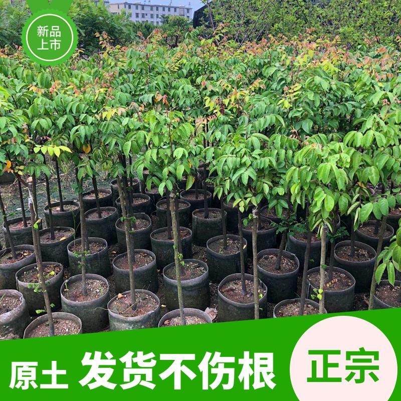 杨桃果树苗台湾正宗四季甜脆无渣当年结果地栽盆栽南方种植杨