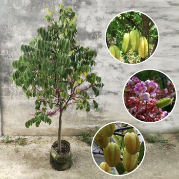 杨桃果树苗台湾正宗四季甜脆无渣当年结果地栽盆栽南方种植杨