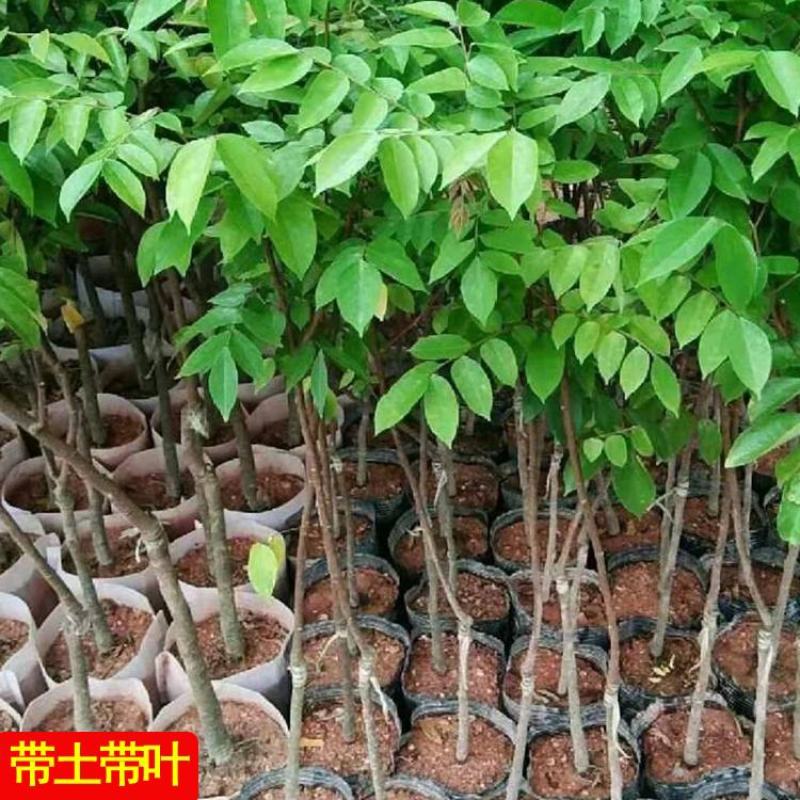 杨桃果树苗台湾正宗四季甜脆无渣当年结果地栽盆栽南方种植杨