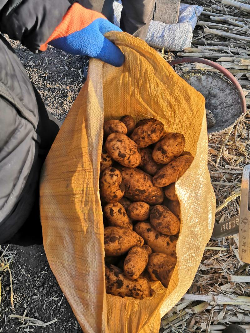 脱毒荷兰十五荷兰806黑龙江种薯基地种子耐储存抗病力强