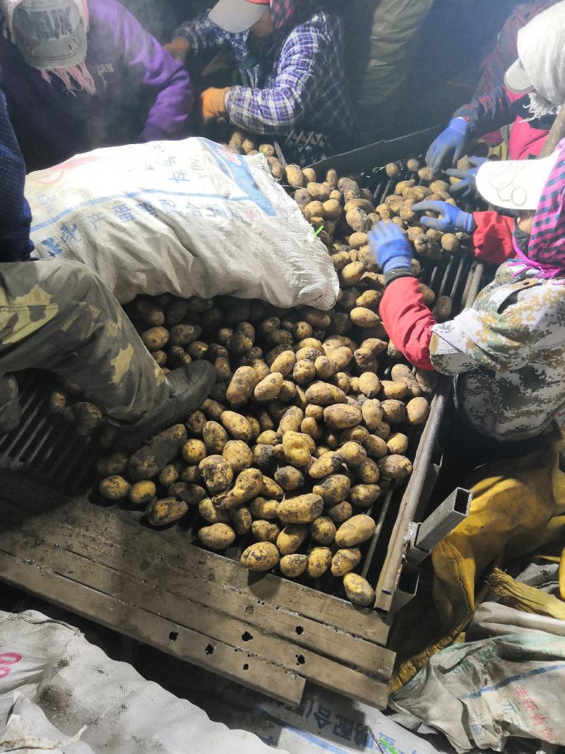 脱毒荷兰十五荷兰806黑龙江种薯基地种子耐储存抗病力强