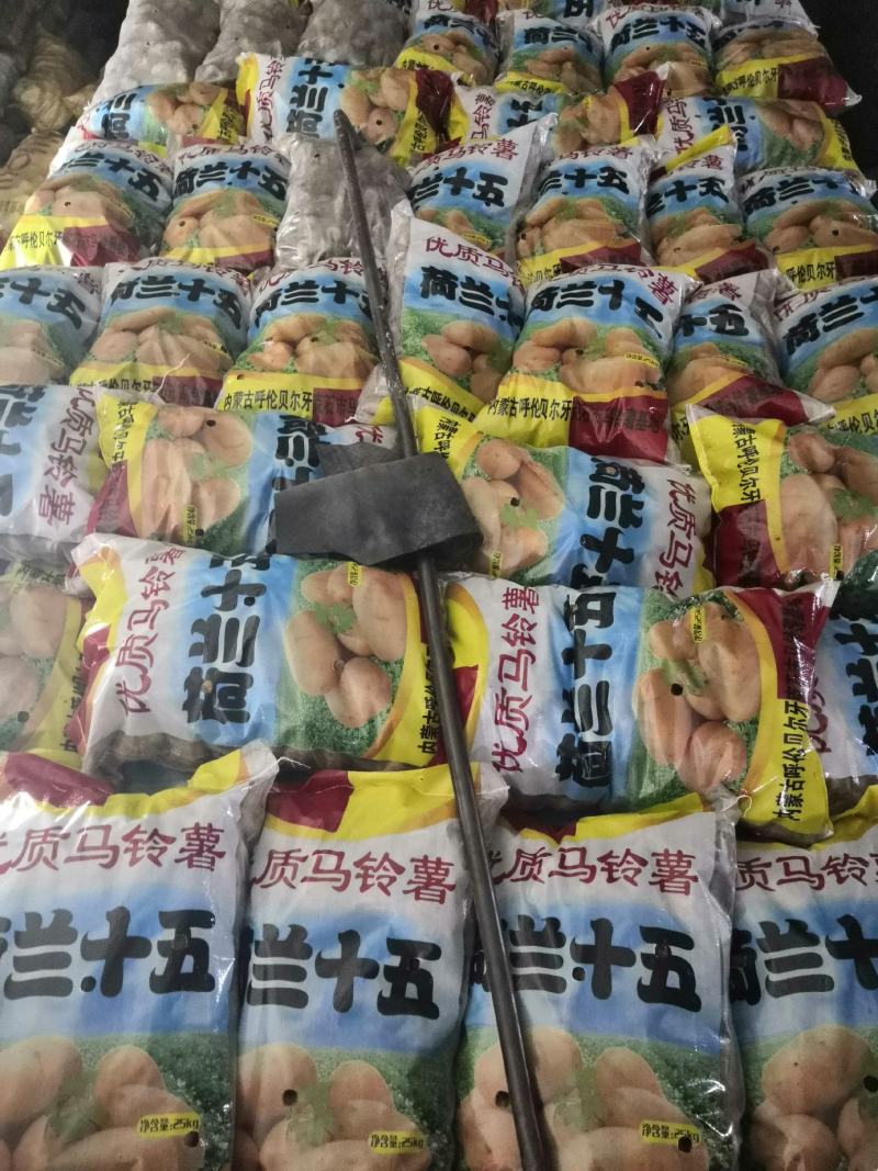【产地直发】脱毒种薯基地品种齐全，荷兰15荷兰806