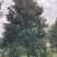 广玉兰，成都广玉兰基地，供应6—20公分广玉兰