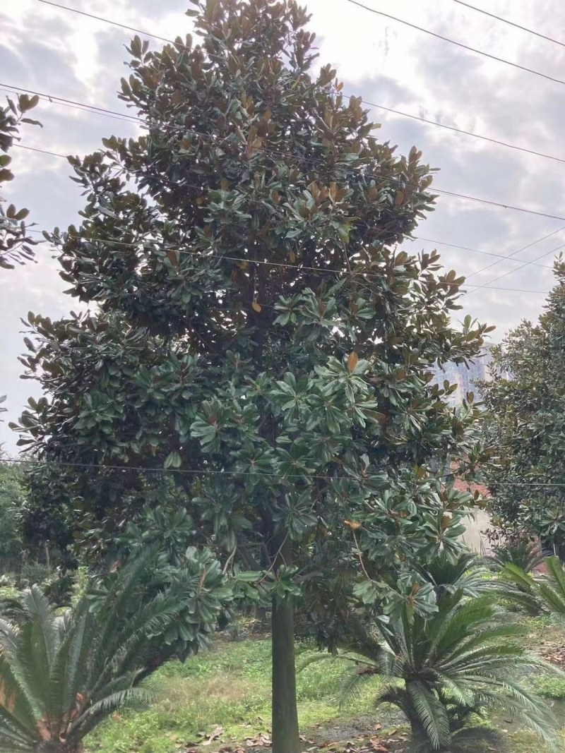 广玉兰，成都广玉兰基地，供应6—20公分广玉兰