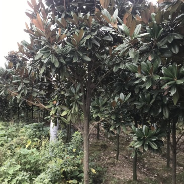 广玉兰，成都广玉兰基地，供应6—20公分广玉兰