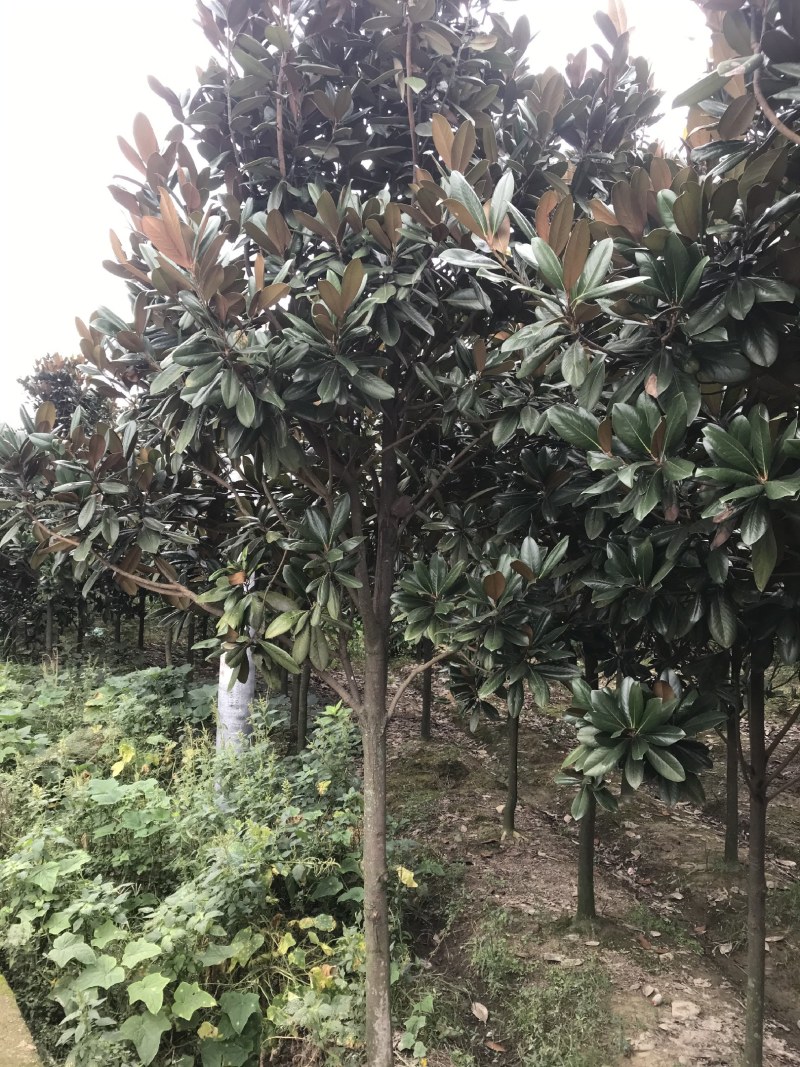 广玉兰，成都广玉兰基地，供应6—20公分广玉兰