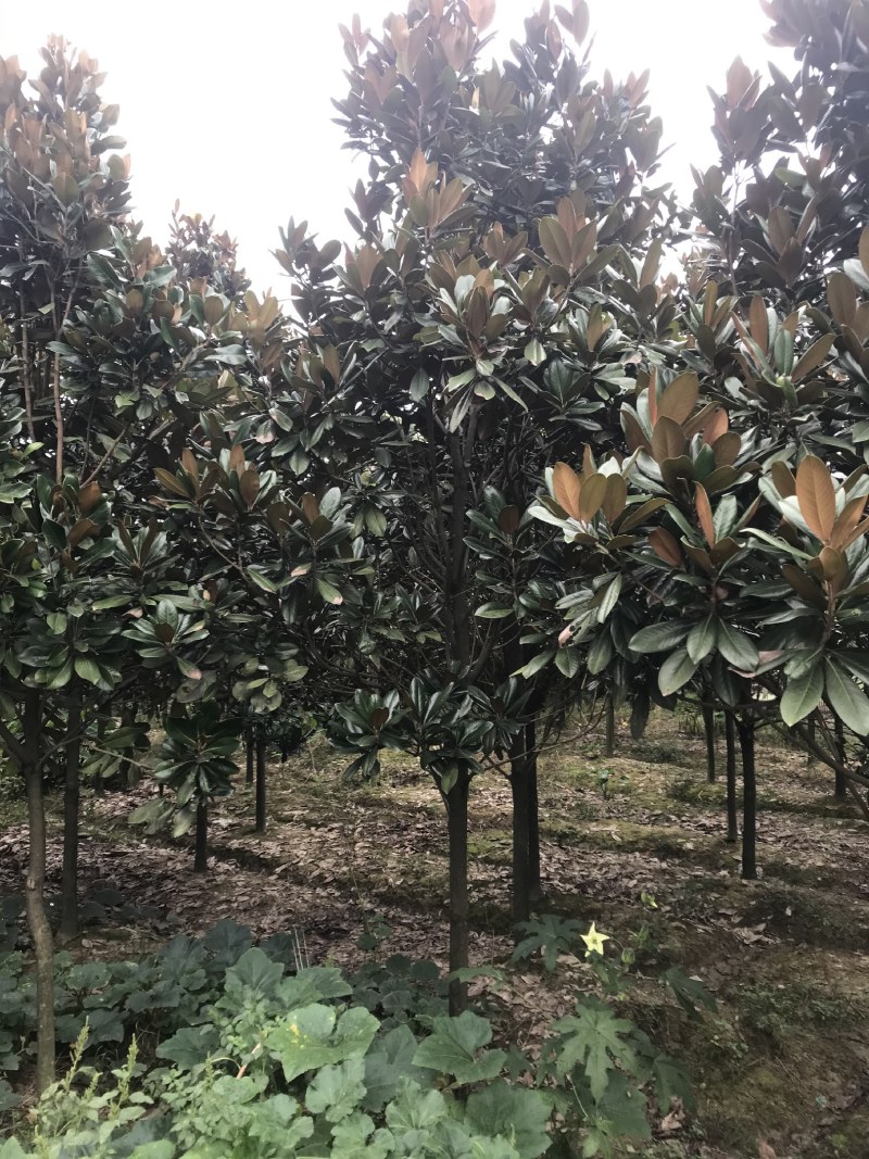 广玉兰，成都广玉兰基地，供应6—20公分广玉兰