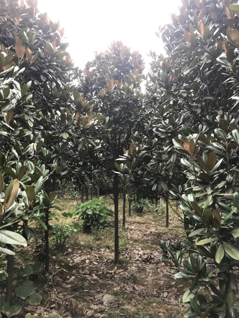 广玉兰，成都广玉兰基地，供应6—20公分广玉兰