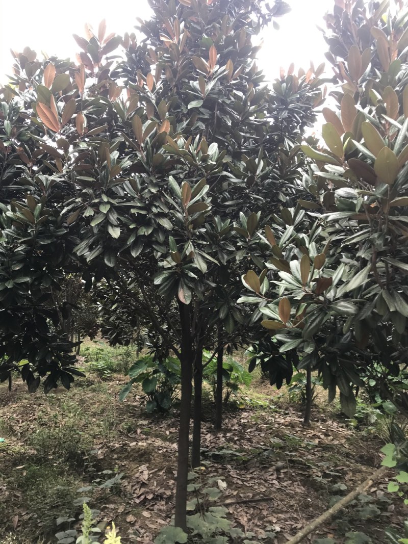 广玉兰，成都广玉兰基地，供应6—20公分广玉兰