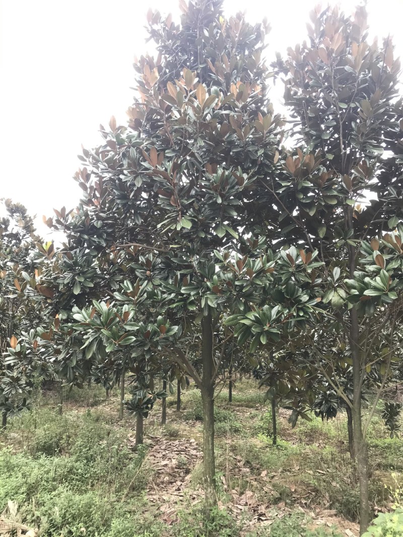 广玉兰，成都广玉兰基地，供应6—20公分广玉兰