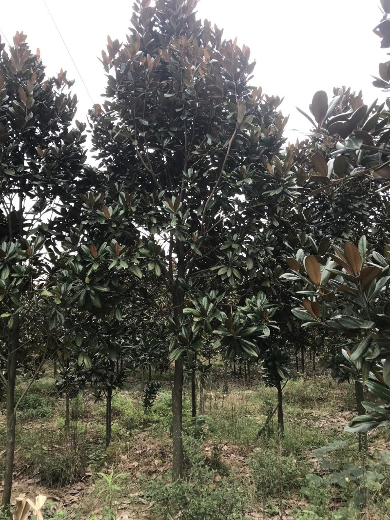 广玉兰，成都广玉兰基地，供应6—20公分广玉兰