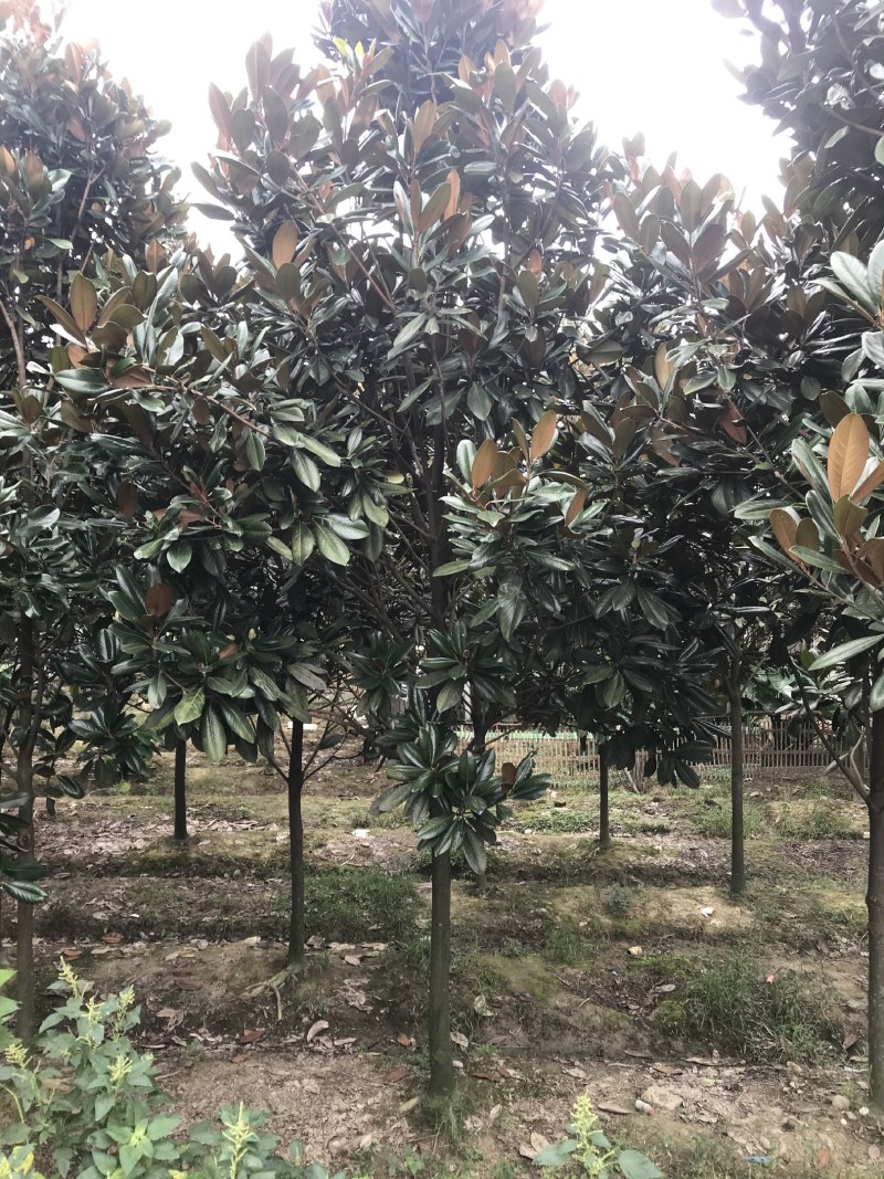 广玉兰，成都广玉兰基地，供应6—20公分广玉兰