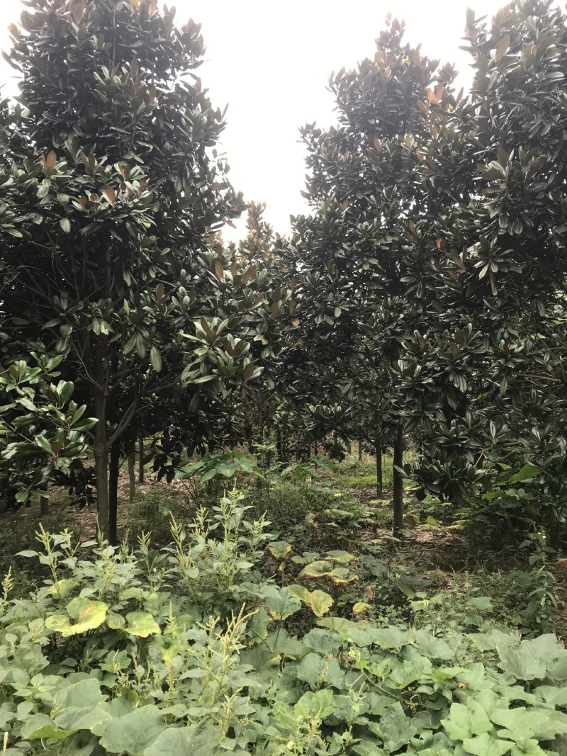 广玉兰，成都广玉兰基地，供应6—20公分广玉兰