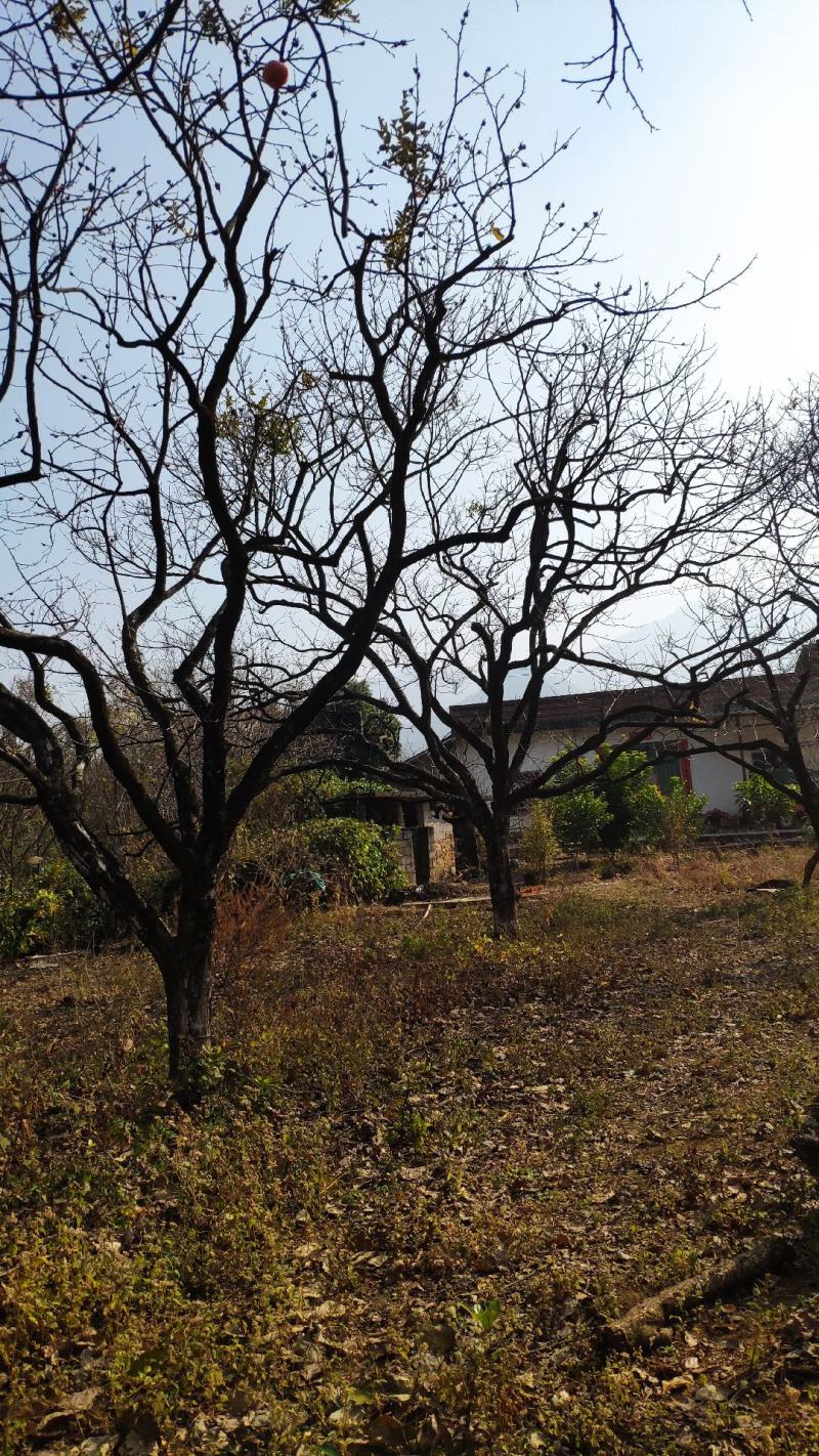 柿子树精品柿子树，风景柿子树20cm-30地径