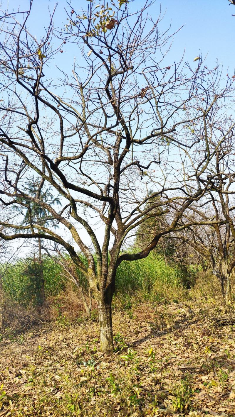 柿子树精品柿子树，风景柿子树20cm-30地径