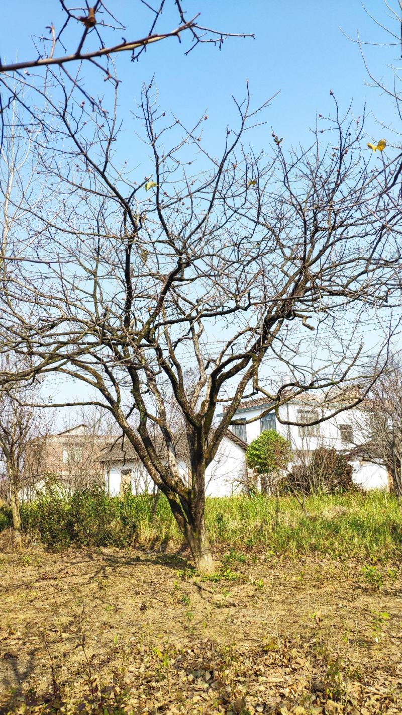 柿子树精品柿子树，风景柿子树20cm-30地径
