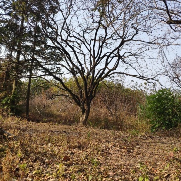 柿子树精品柿子树，风景柿子树20cm-30地径
