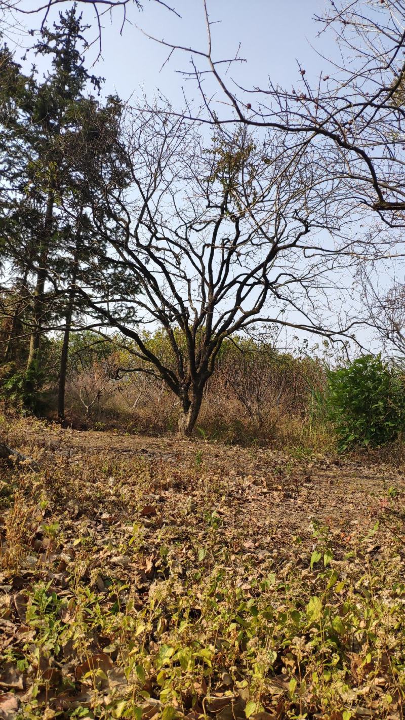 柿子树精品柿子树，风景柿子树20cm-30地径