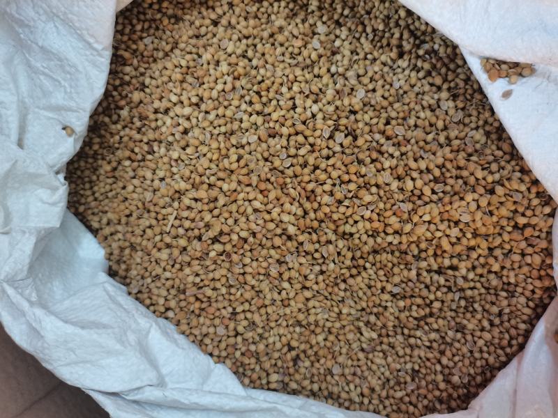香莱籽，芫荽籽，火㶽调料，调味香料，批零兼营