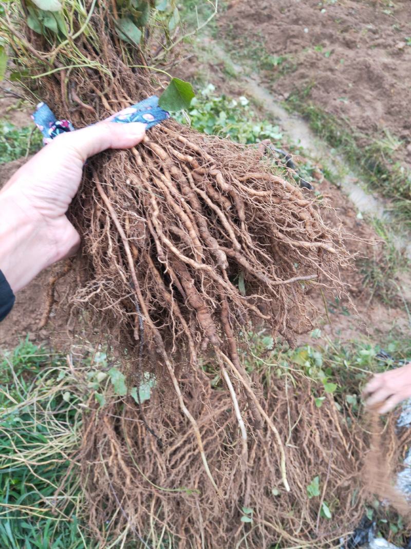 防己鲜统货，基地有种植50多亩欢迎探讨交流