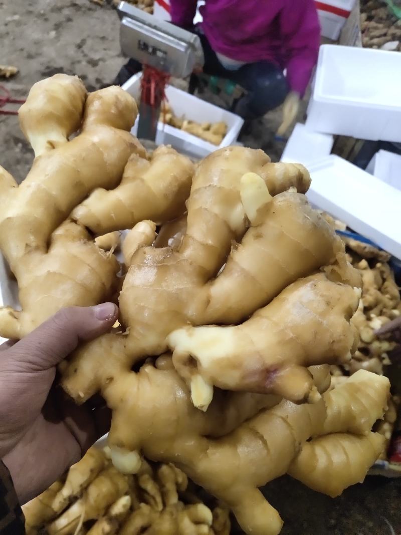 山东生姜产地批发，大黄姜价格实惠，优质大姜全国发货