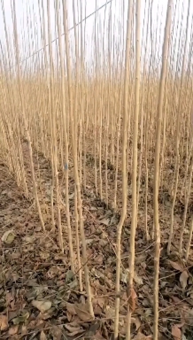 2公分杜仲苗，1.5公分杜仲大量上货中