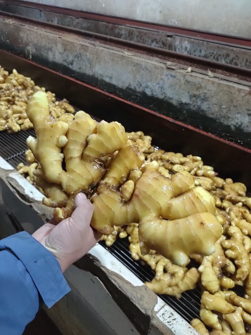 山东大黄姜货源充足质量保证一条龙服务，产地直发