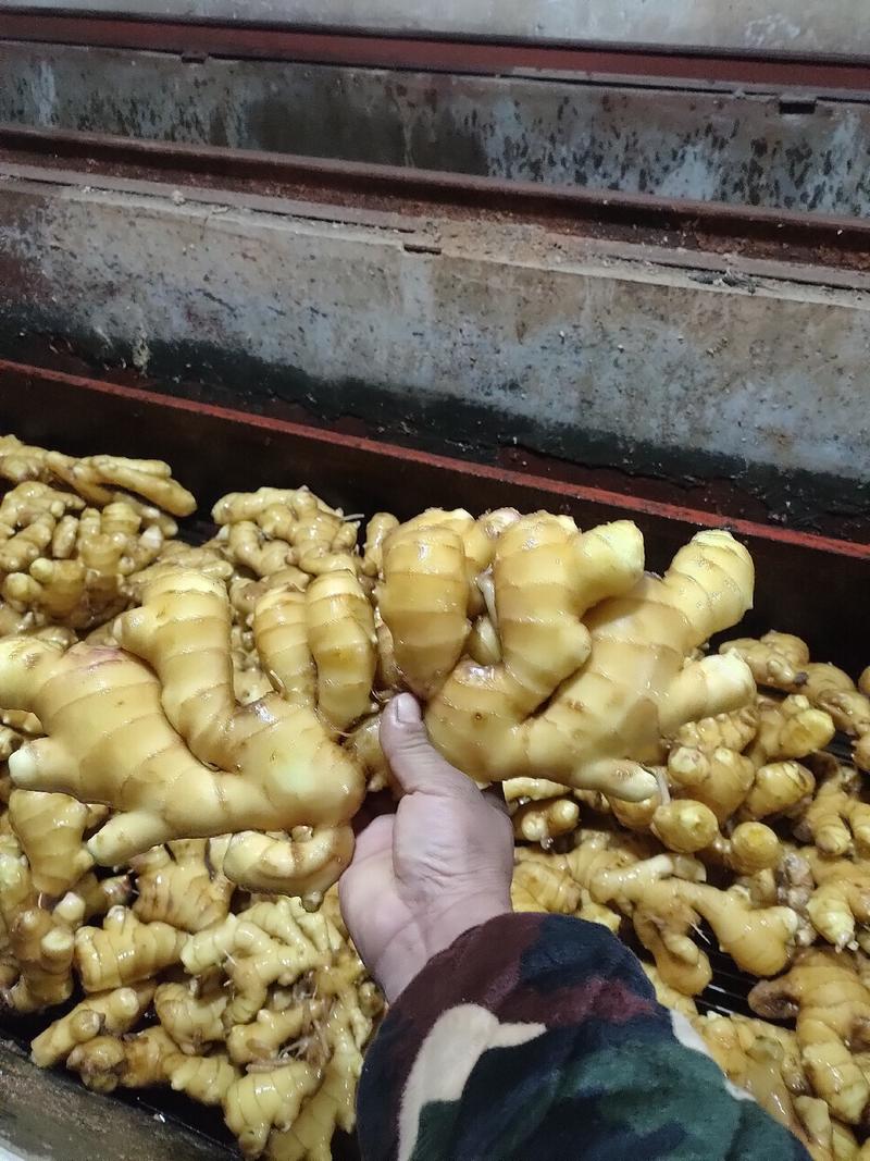 山东大黄姜货源充足质量保证一条龙服务，产地直发