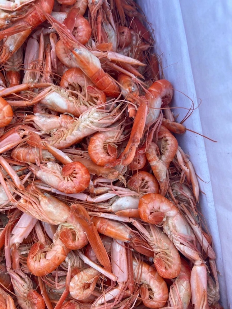 抓虾，铁皮虾肉质饱满，今年新货，货源充足