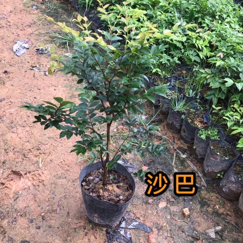 正宗嘉宝果台湾树葡萄沙巴嘉宝果营养杯原生苗