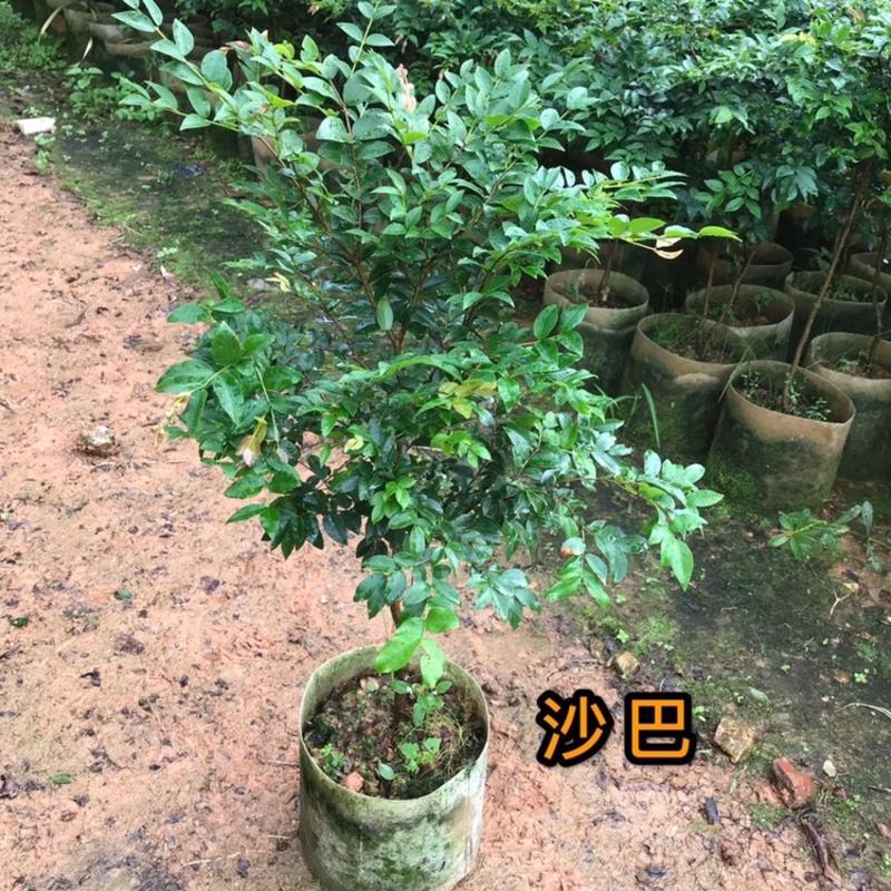 正宗嘉宝果台湾树葡萄沙巴嘉宝果营养杯原生苗