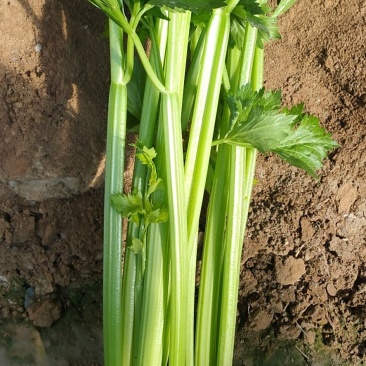 大棚芹菜量大，诚信第一