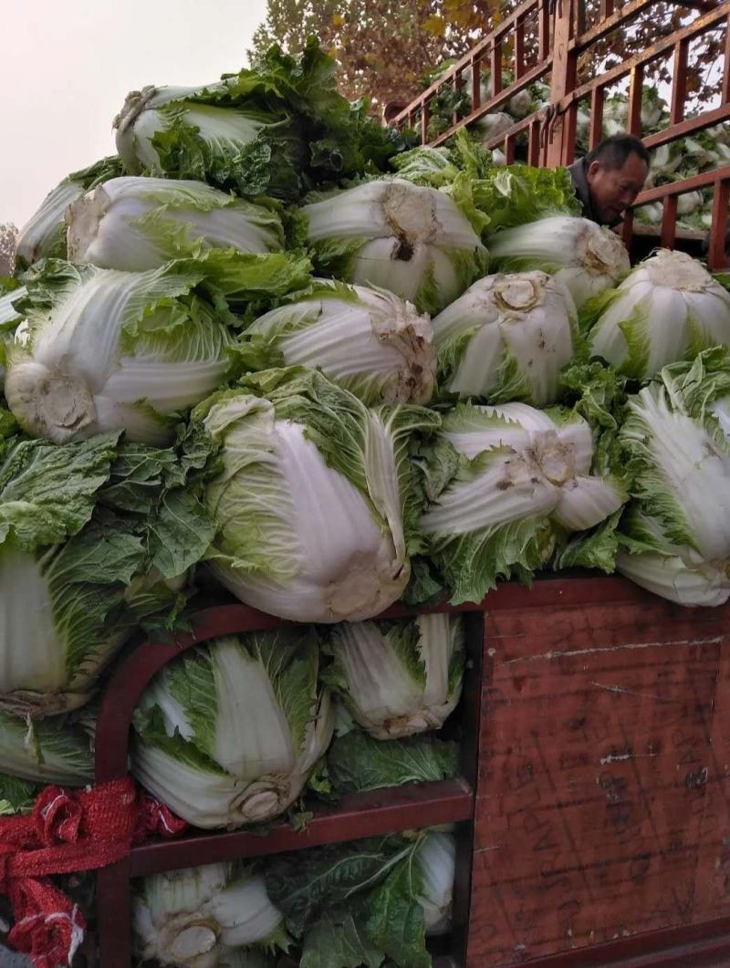 精品白菜，黄心白菜大量上市有需要的请联系