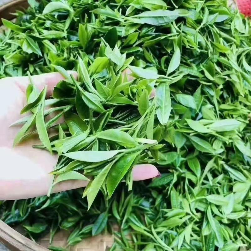 广西大瑶山野生古树红茶，明前茶芽机制手工制作均有