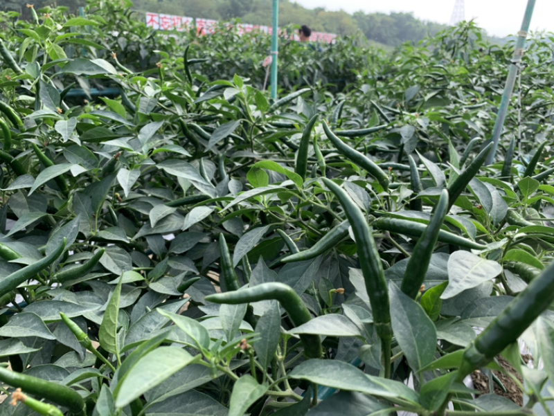 泰系大果型朝天椒-一品天泽（抗性好，硬度好，产量高）