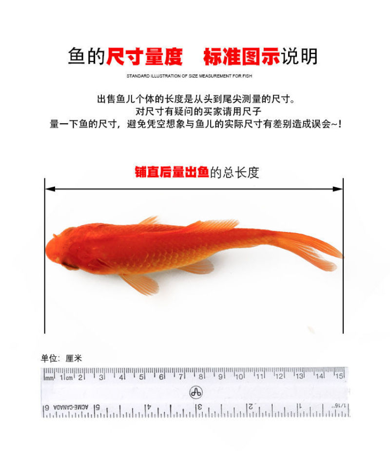 金鱼冷水观赏鱼狮子头金鱼活体好养耐活淡水大中小包邮包活