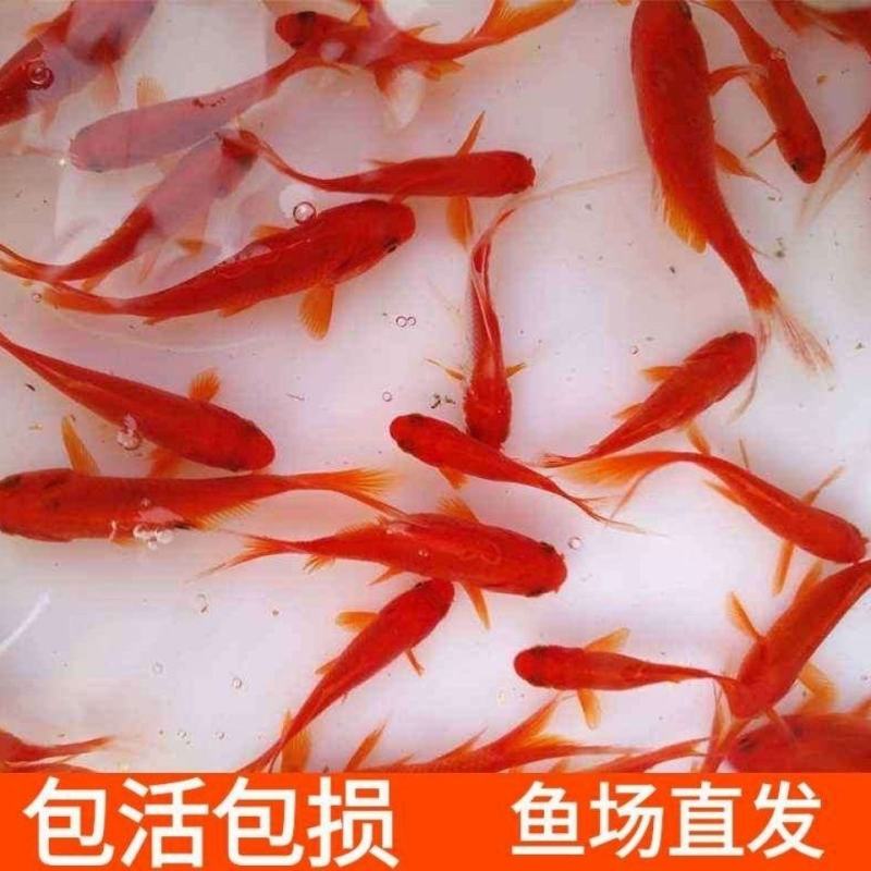 金鱼冷水观赏鱼狮子头金鱼活体好养耐活淡水大中小包邮包活