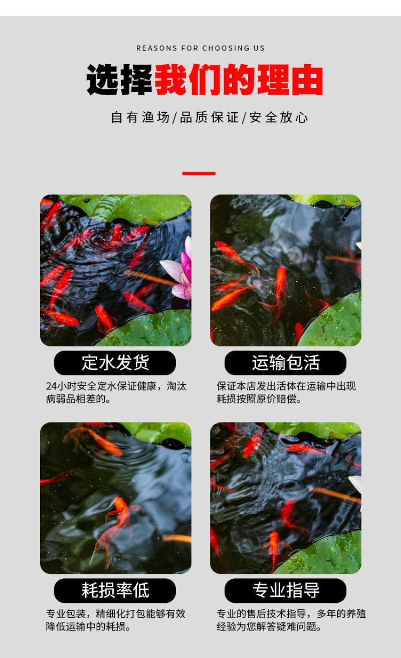 金鱼冷水观赏鱼狮子头金鱼活体好养耐活淡水大中小包邮包活