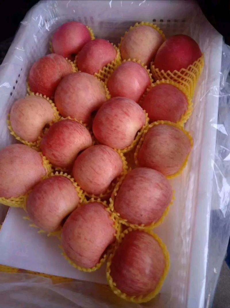 精品脆甜红富士苹果基地直发纸袋膜袋纸加膜发货