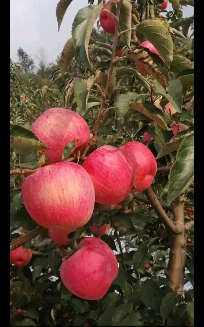 精品脆甜红富士苹果基地直发纸袋膜袋纸加膜发货