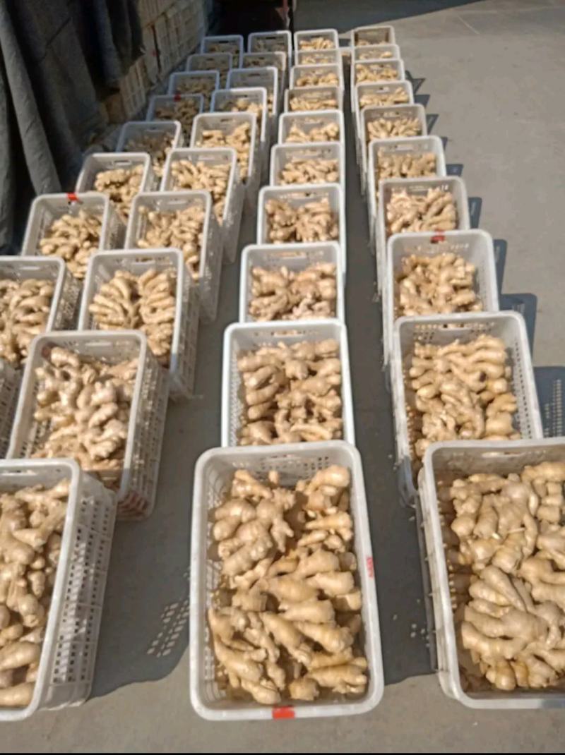 精品生姜产地批发一手货源价格便宜坏烂包陪