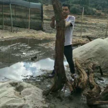 云南山木香下山精品老桩