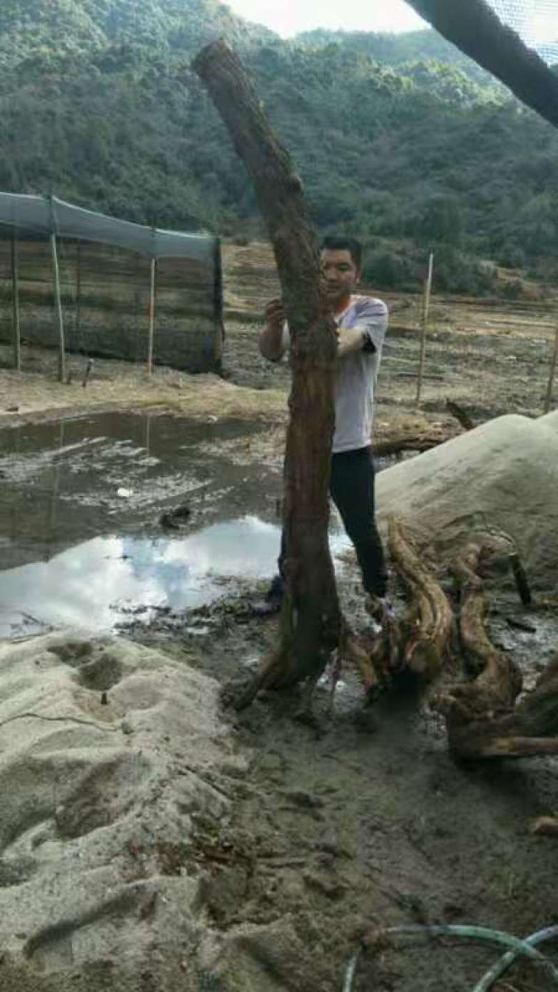 云南山木香下山精品老桩