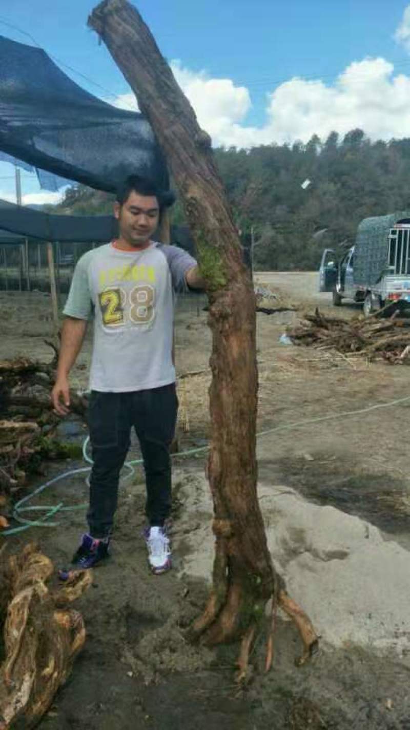 云南山木香下山精品老桩
