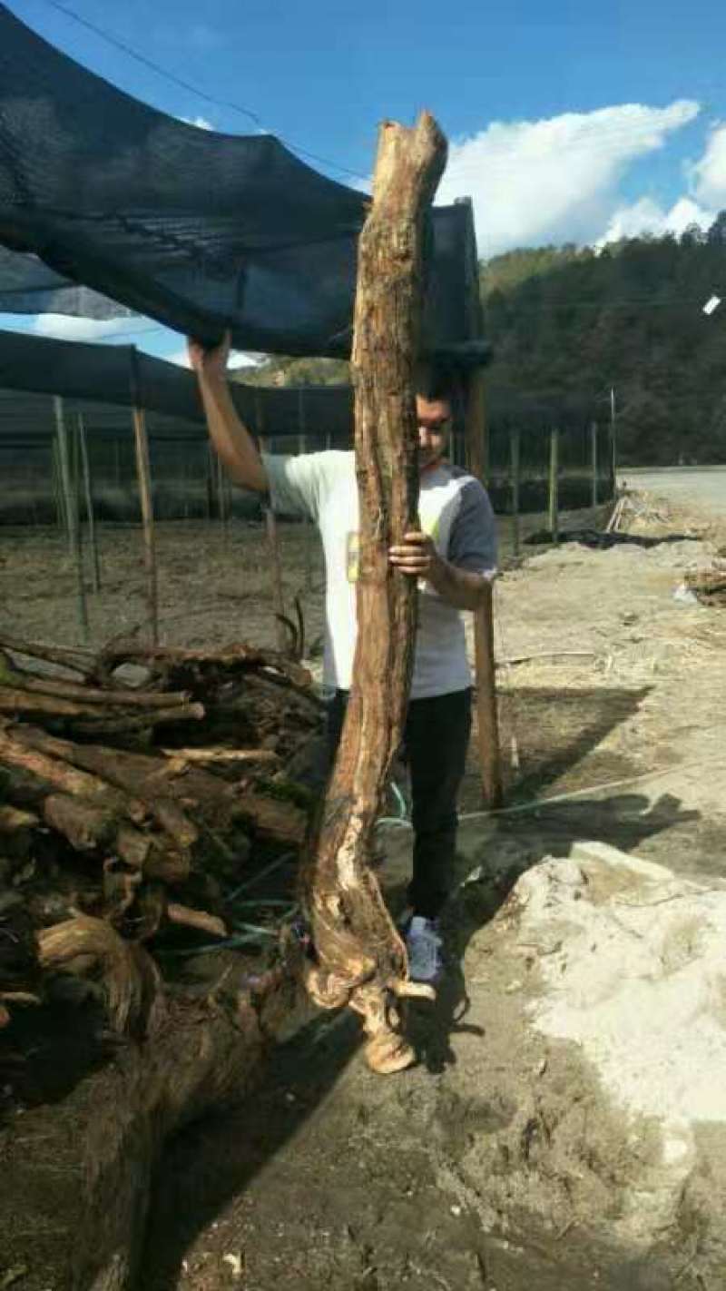 云南山木香下山精品老桩
